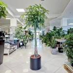 Pachira wodna (Pachira aquatica) 180cm