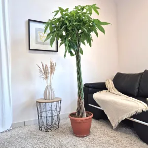 Pachira wodna (Pachira aquatica) 180cm