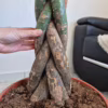 Pachira wodna (Pachira aquatica) 170-190cm