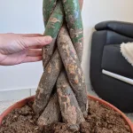 Pachira wodna (Pachira aquatica) 180cm