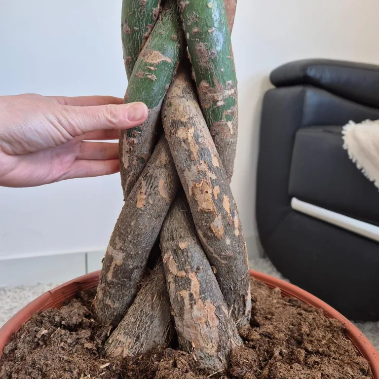 Pachira wodna (Pachira aquatica) 180cm