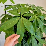 Pachira wodna (Pachira aquatica) 180cm