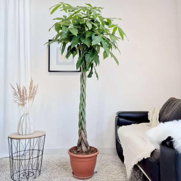 Pachira wodna (Pachira aquatica) 180cm