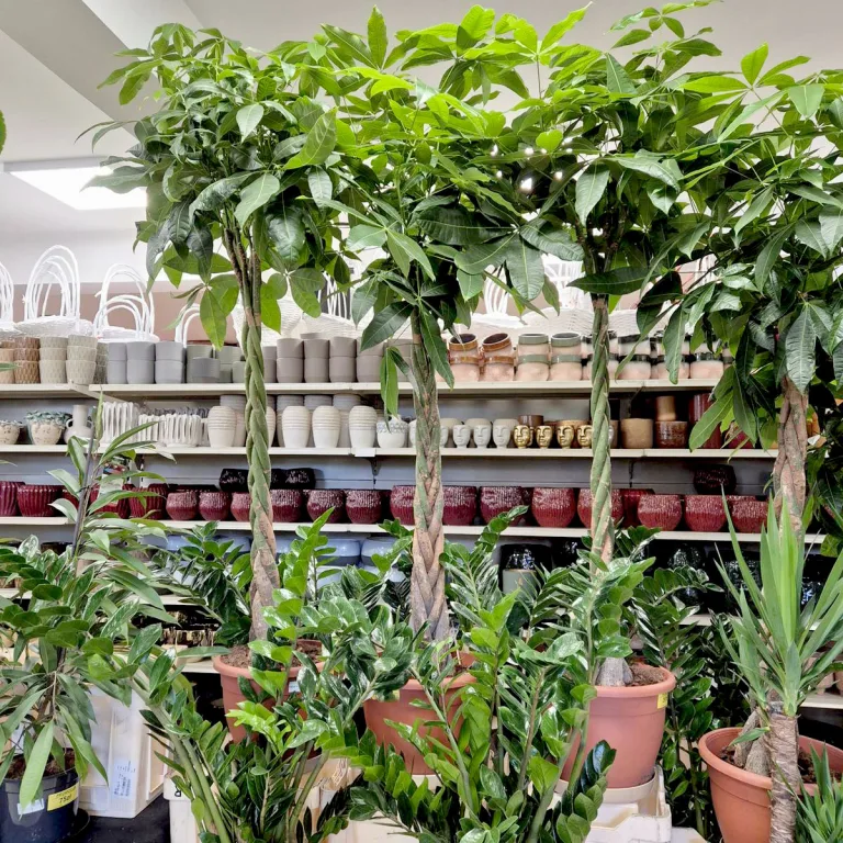 Pachira wodna (Pachira aquatica) 180cm