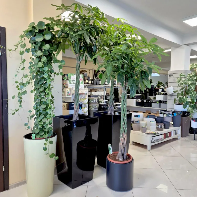 Pachira wodna (Pachira aquatica) 180cm