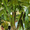 Pachira wodna (Pachira aquatica) 170-190cm