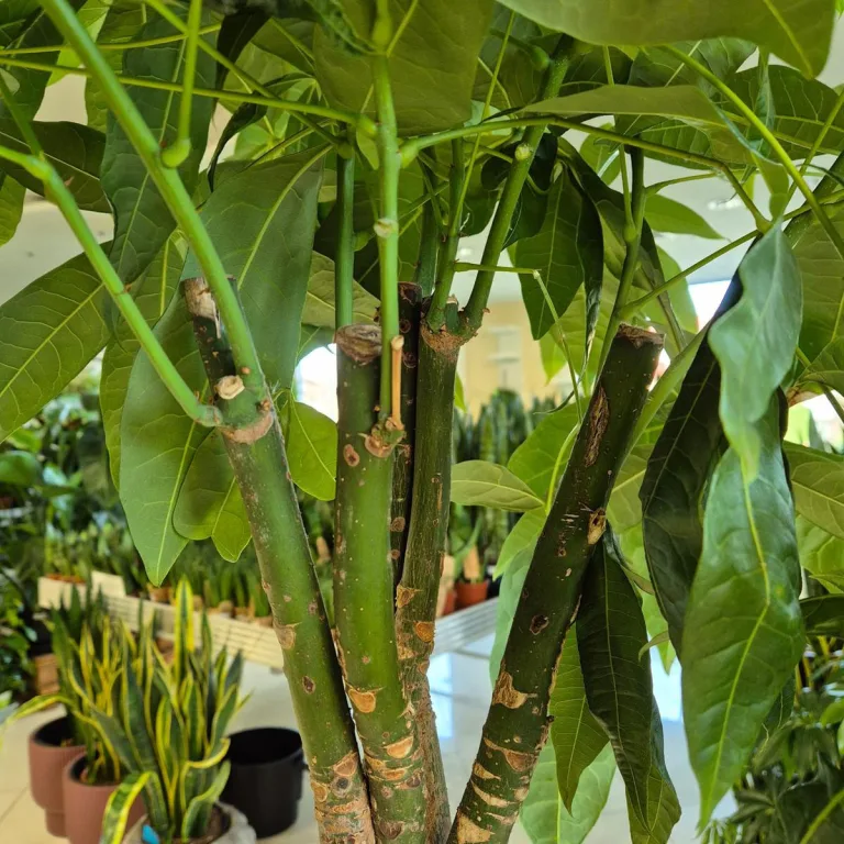 Pachira wodna (Pachira aquatica) 180cm