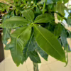 Pachira wodna (Pachira aquatica) 170-190cm