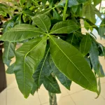 Pachira wodna (Pachira aquatica) 180cm