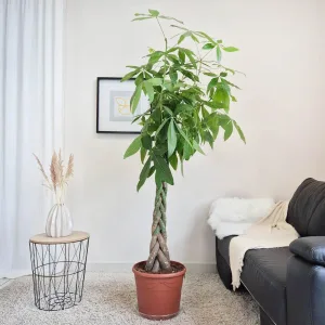 Pachira wodna (Pachira aquatica) 190cm