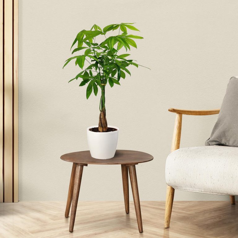 Pachira wodna (Pachira aquatica) 85cm