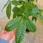 Pachira wodna (Pachira aquatica) 90cm