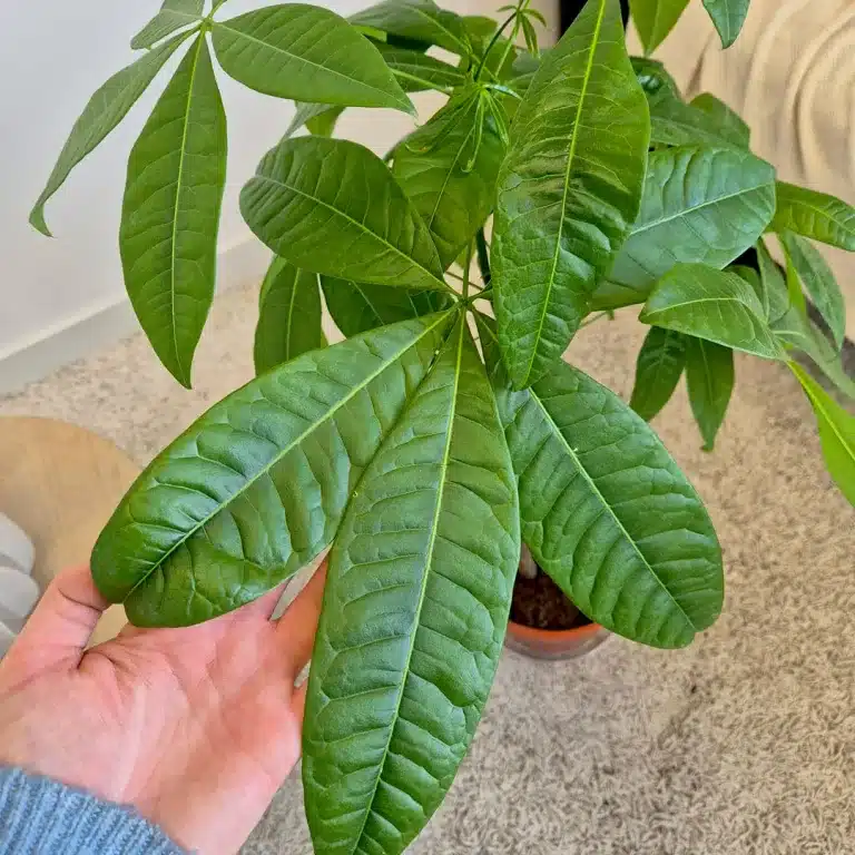 Pachira wodna (Pachira aquatica) 90cm