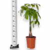 Pachira wodna (Pachira aquatica) 90cm