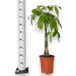 Pachira wodna (Pachira aquatica) 90cm