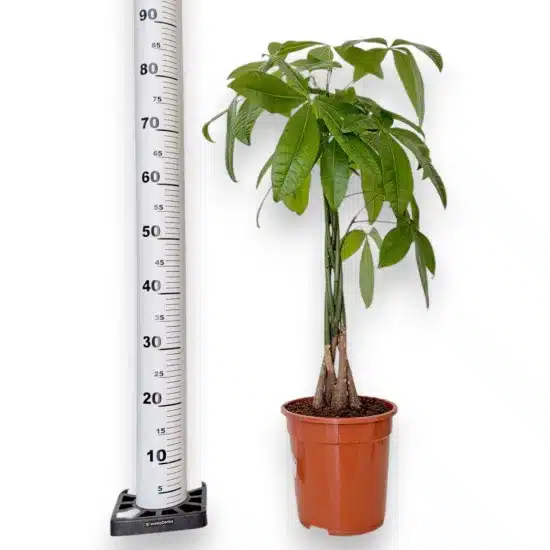 Pachira wodna (Pachira aquatica) 90cm