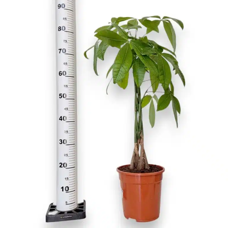 Pachira wodna (Pachira aquatica) 90cm