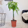 Pachira wodna (Pachira aquatica) 90cm