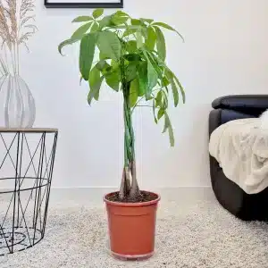 Pachira wodna (Pachira aquatica) 90cm