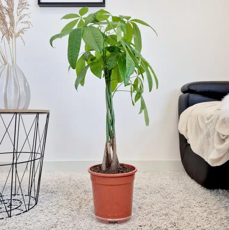 Pachira wodna (Pachira aquatica) 90cm