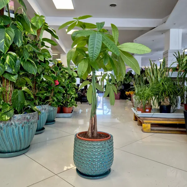 Pachira wodna (Pachira aquatica) 90cm