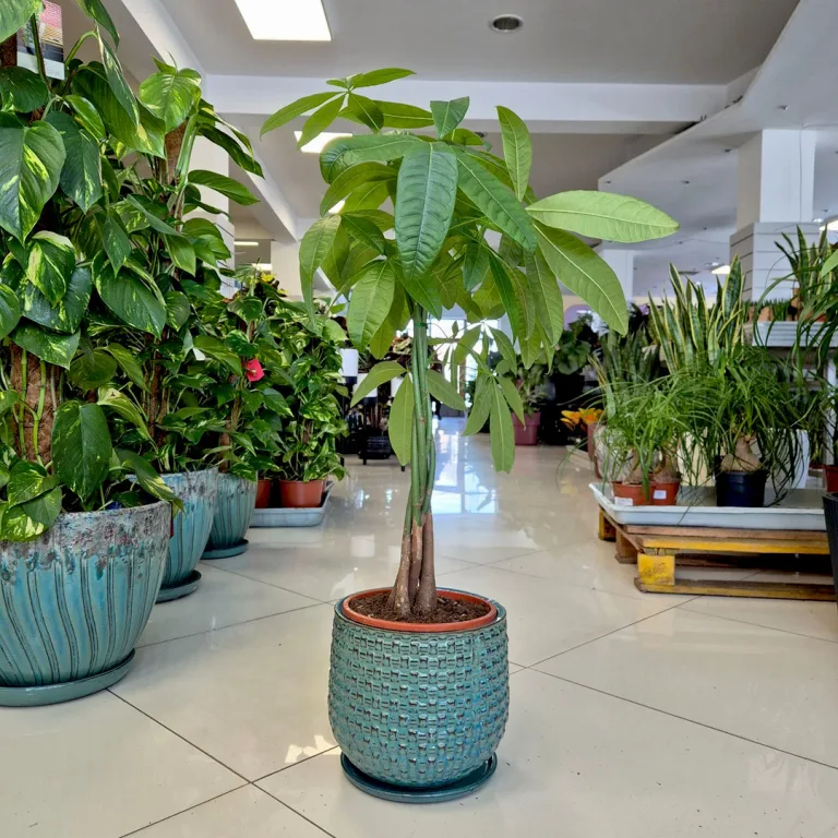 Pachira wodna (Pachira aquatica) 90cm