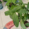 Pachira wodna (Pachira aquatica) 90cm