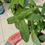 Pachira wodna (Pachira aquatica) 90cm