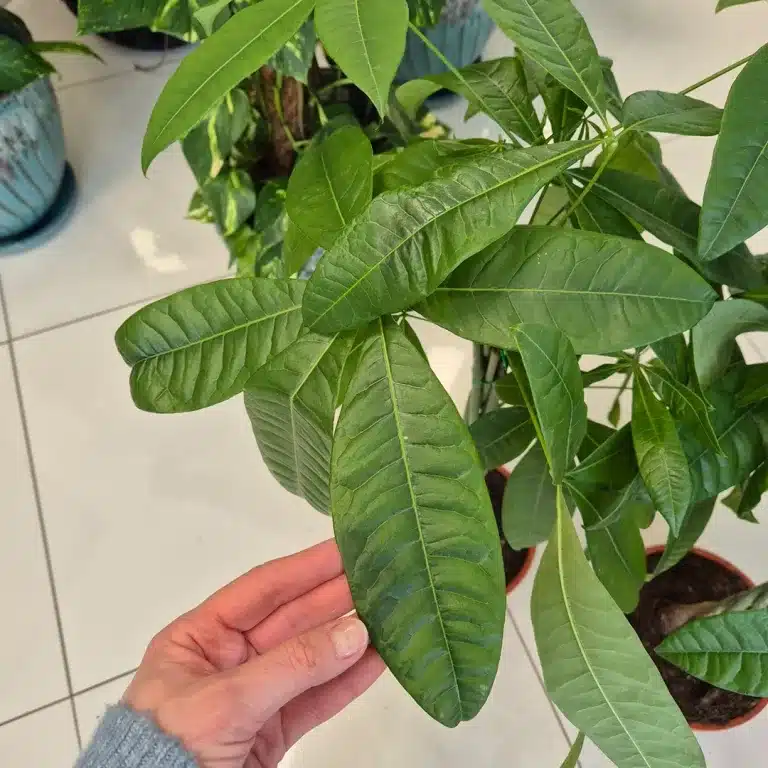 Pachira wodna (Pachira aquatica) 90cm