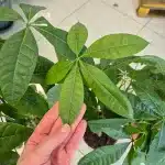 Pachira wodna (Pachira aquatica) 90cm