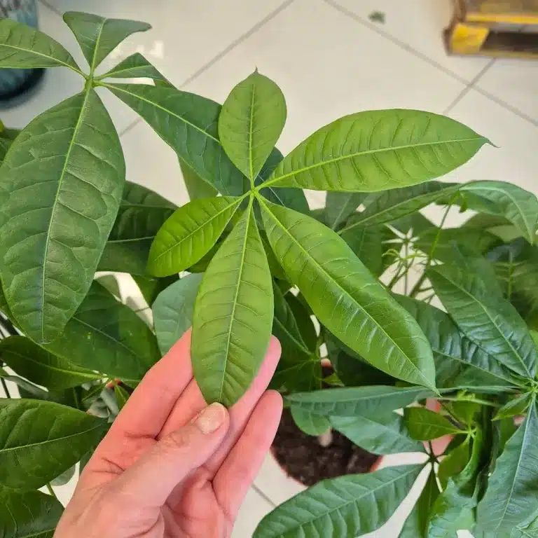 Pachira wodna (Pachira aquatica) 90cm