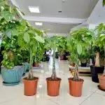 Pachira wodna (Pachira aquatica) 90cm