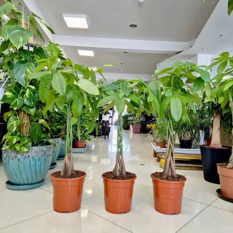 Pachira wodna (Pachira aquatica) 90cm