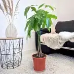 Pachira wodna (Pachira aquatica) 90cm