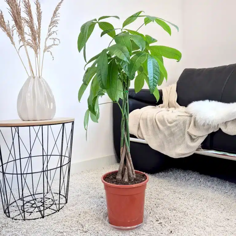 Pachira wodna (Pachira aquatica) 90cm