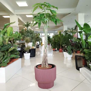 Pachira wodna (Pachira aquatica) 150cm