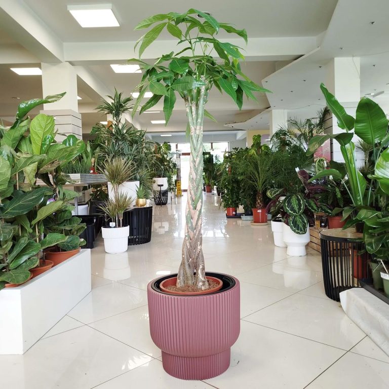 Pachira wodna (Pachira aquatica) 150cm