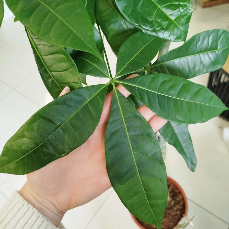 Pachira wodna (Pachira aquatica) 150cm