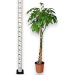 Pachira wodna (Pachira aquatica) 150cm