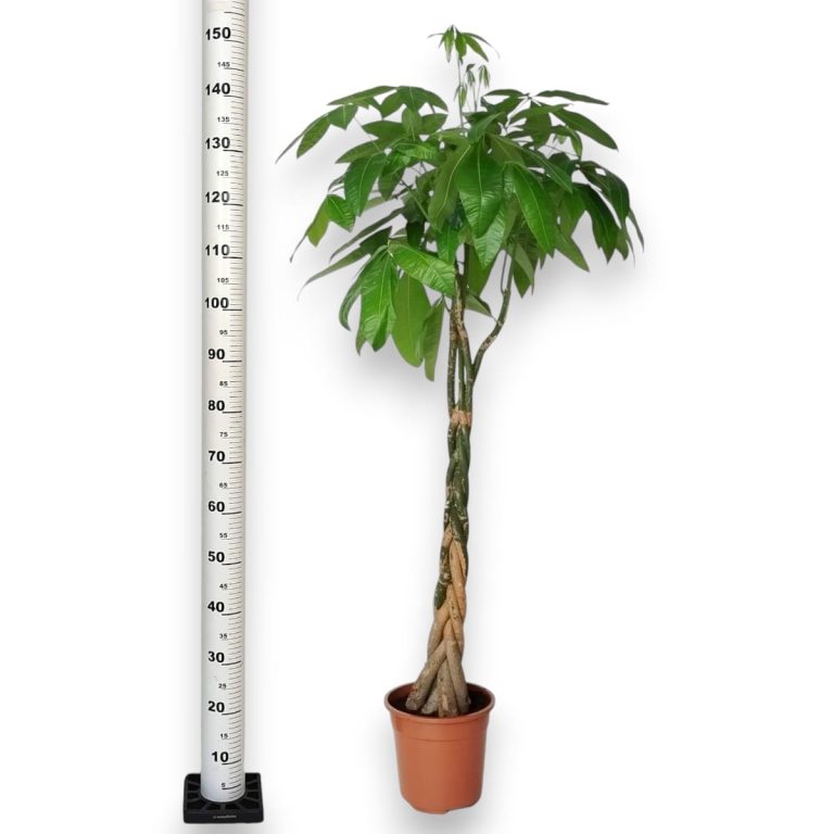 Pachira wodna (Pachira aquatica) 150cm