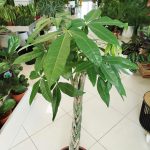 Pachira wodna (Pachira aquatica) 150cm