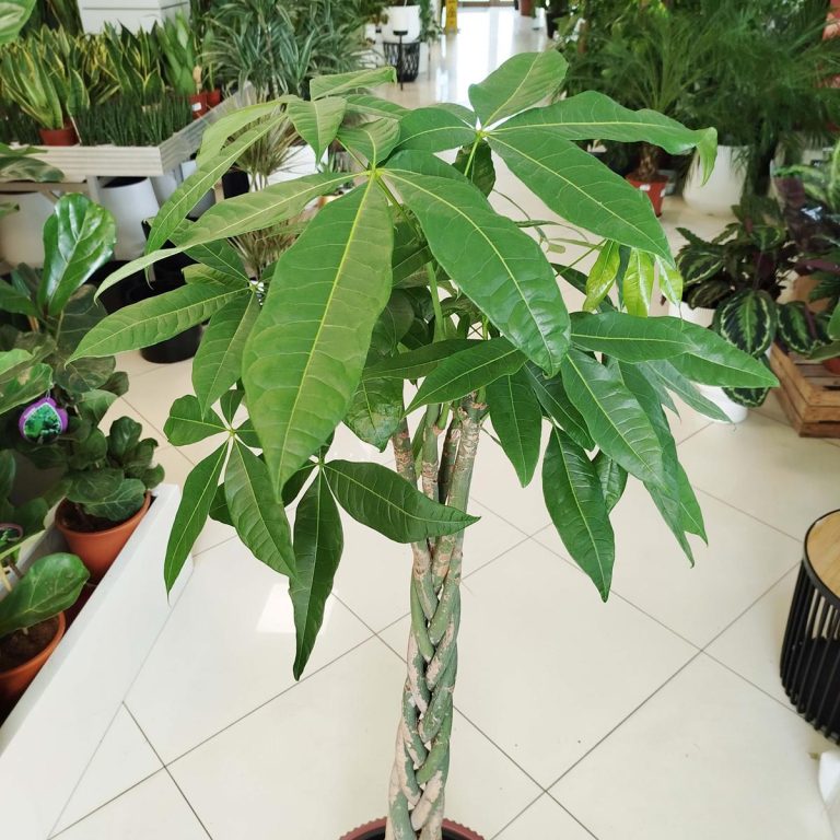 Pachira wodna (Pachira aquatica) 150cm