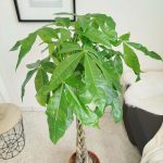 Pachira wodna (Pachira aquatica) 150cm