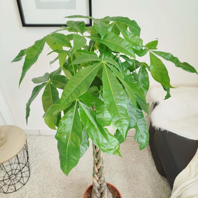 Pachira wodna (Pachira aquatica) 150cm