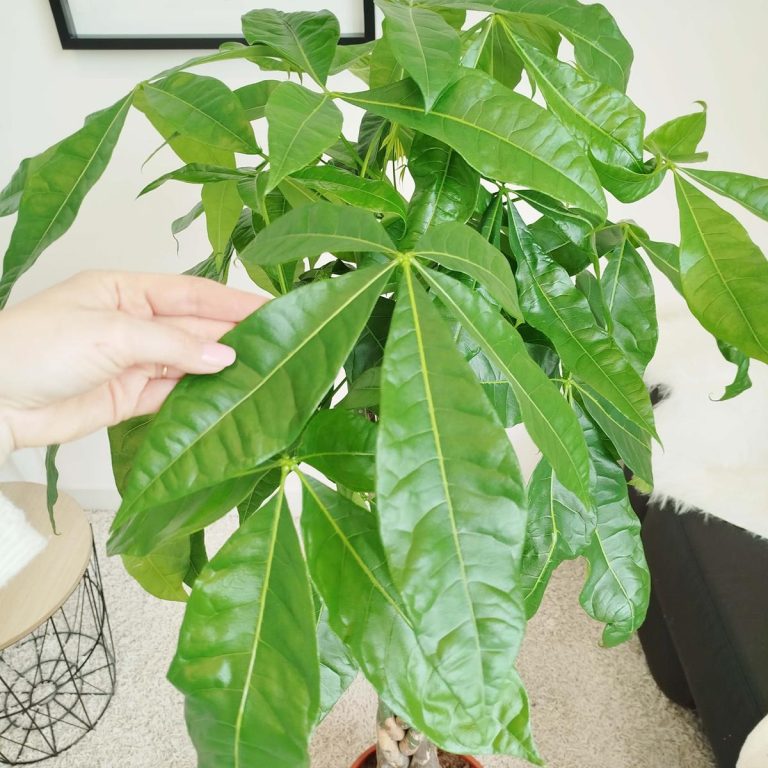 Pachira wodna (Pachira aquatica) 150cm