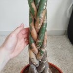 Pachira wodna (Pachira aquatica) 150cm