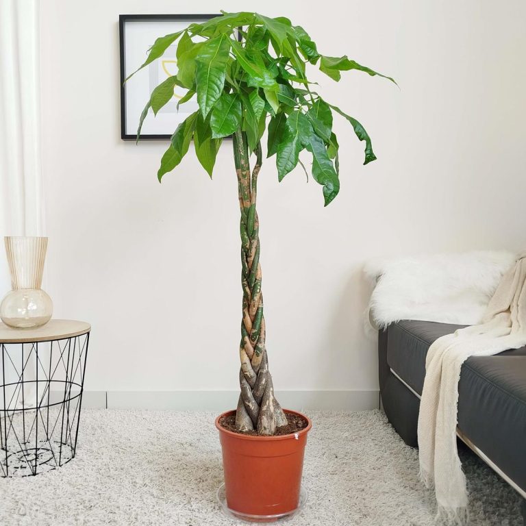 Pachira wodna (Pachira aquatica) 150cm