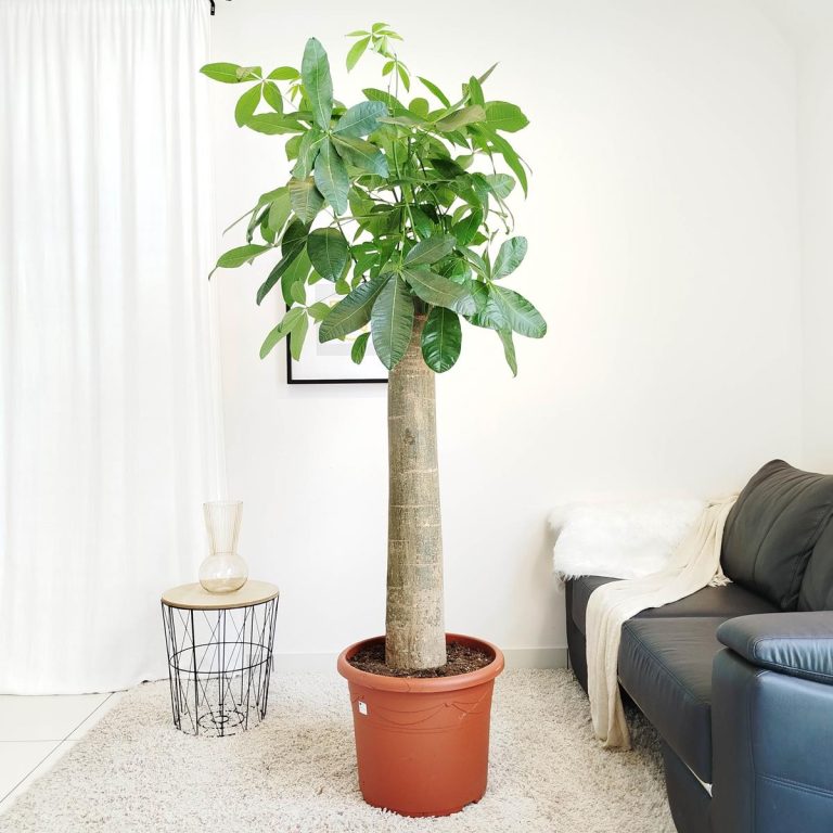 Pachira wodna (Pachira aquatica) 180cm