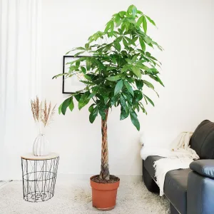 Pachira wodna (Pachira aquatica) 150cm