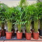 Palma Areka (Areca Dypsis) 120cm